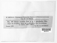 Usnea ceratina image